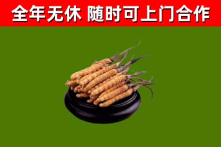 烟台烟酒回收冬虫夏草.jpg
